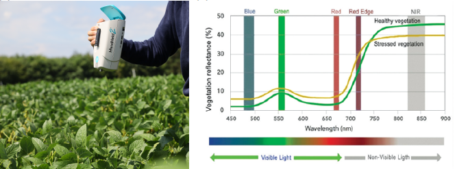 Phenotyping of European soybean varieties with different time to maturity for drought tolerance