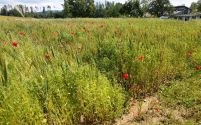 Invitation to our Open Field Day at the Rimpertsweiler farm near lake of Constance