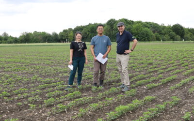Soybean field experiment in Austria