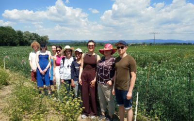 Visiting lupin trials in southern Germany