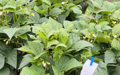 Phenotyping of Legume Generation bean trial nearing completion at IPK Gatersleben